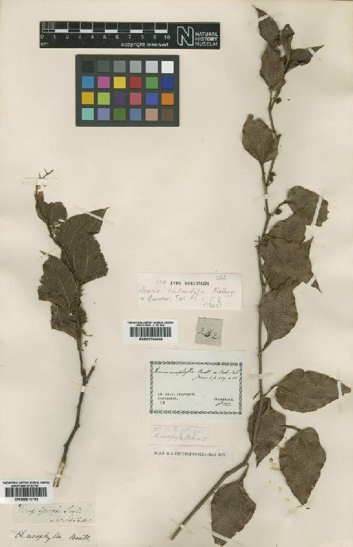 Acacia urophylla Benth. - BM000810702