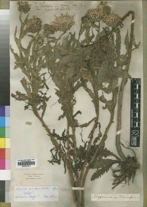 Cirsium schimperi (Vatke) Jeffrey - BM000924814