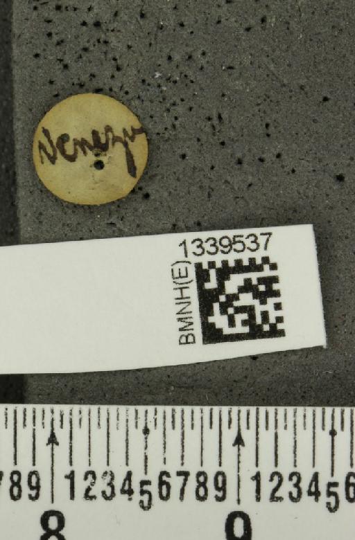 Isotes spiloptera (Baly, 1886) - BMNHE_1339537_label_22463