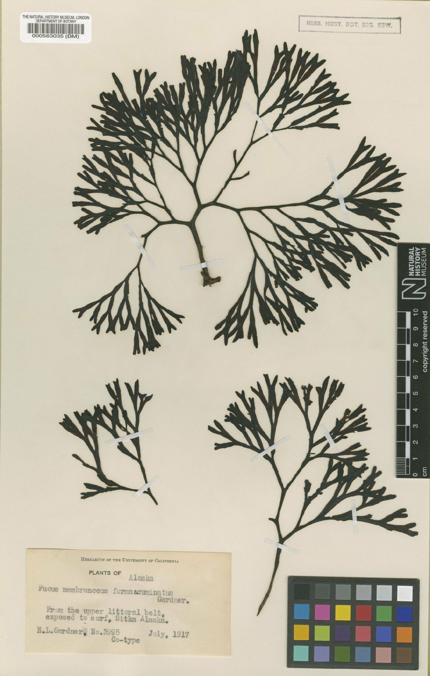 To NHMUK collection (Fucus distichus L.; Isotype; NHMUK:ecatalogue:4722647)