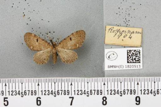 Eupithecia assimilata Doubleday, 1856 - BMNHE_1820513_392085