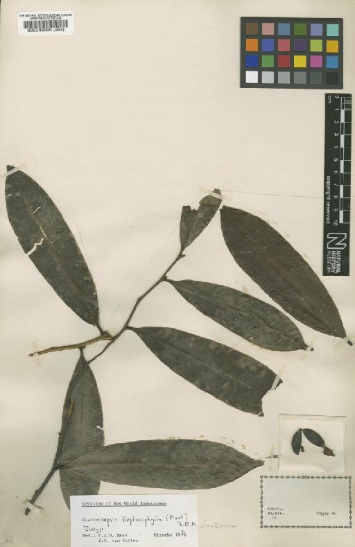 Guatteria blepharophylla Mart. - BM000546665
