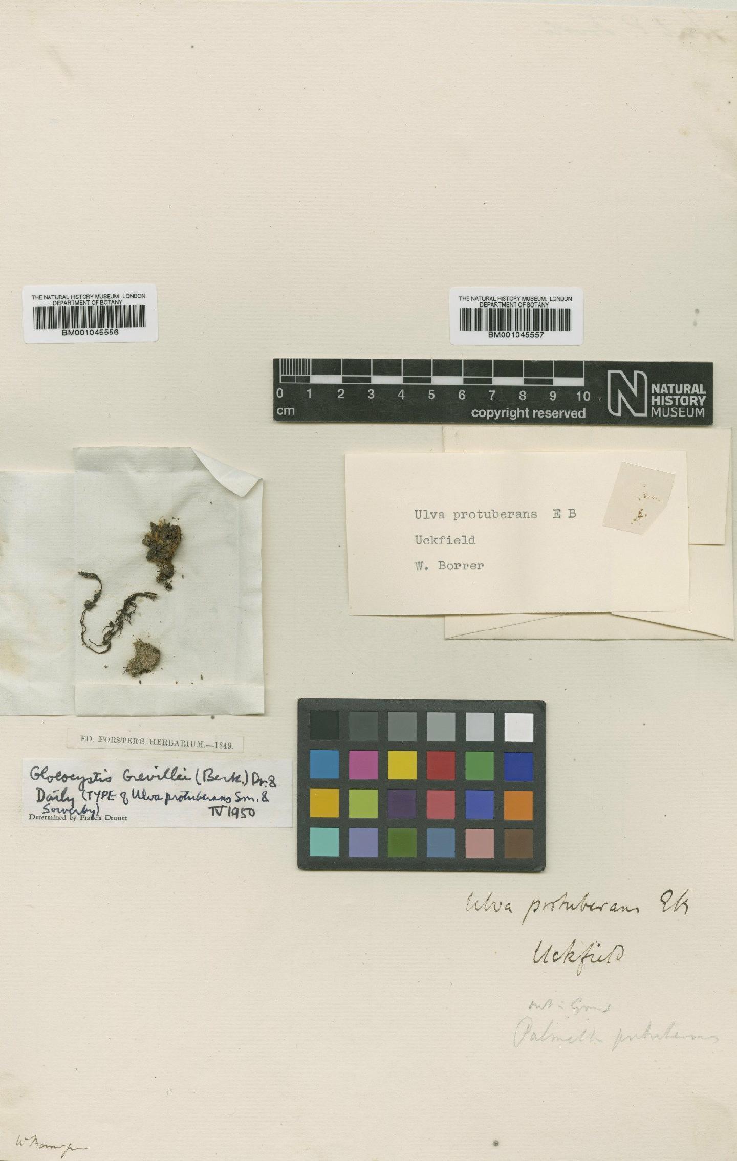 To NHMUK collection (Gloeocystis grevillei (Berk.) E.F.K.Daily; Type; NHMUK:ecatalogue:740076)