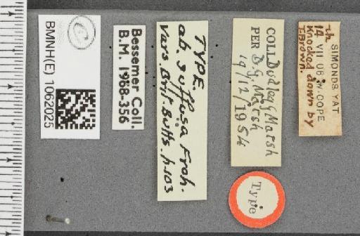 Polygonia c-album ab. suffusa Frohawk, 1938 - BMNHE_1062025_label_22865