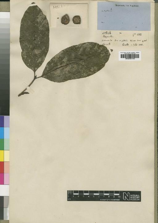 Oxyanthus pallidus Hiern - BM000931400