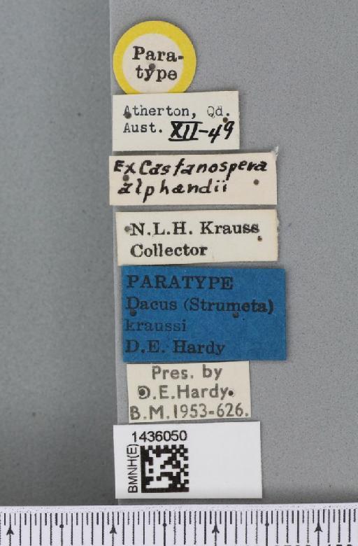 Bactrocera (Bactrocera) kraussi (Hardy, 1951) - BMNHE_1436050_label_29745