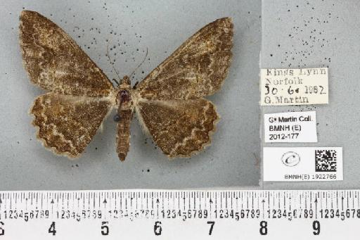 Alcis repandata repandata (Linnaeus, 1758) - BMNHE_1922766_478004