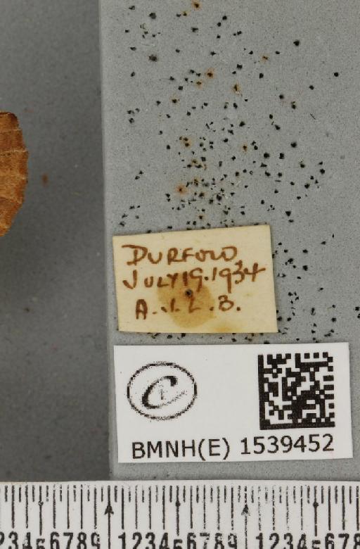 Ptilodon capucina (Linnaeus, 1758) - BMNHE_1539452_label_247032