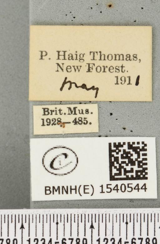 Cilix glaucata (Scopoli, 1763) - BMNHE_1540544_label_234492