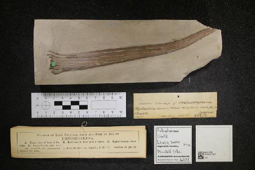 Protosphyraena Leidy, 1857 - 010031061_L010097571