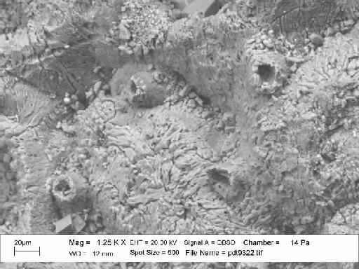 Iyarispora chiass Martha et al., 2019 - PI BZ 7950 - Iyarispora chiass