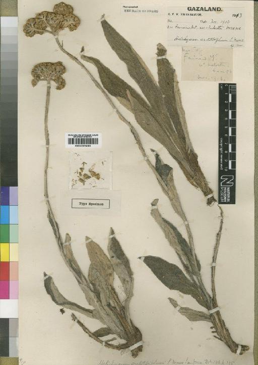 Helichrysum arctotidifolium Moore - BM000924008