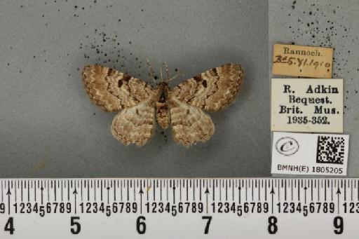 Eupithecia abietaria (Goeze, 1781) - BMNHE_1805205_380514