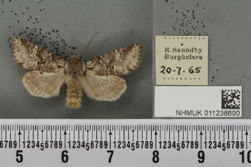 Brachylomia viminalis (Fabricius, 1777) - NHMUK_011238690_639378