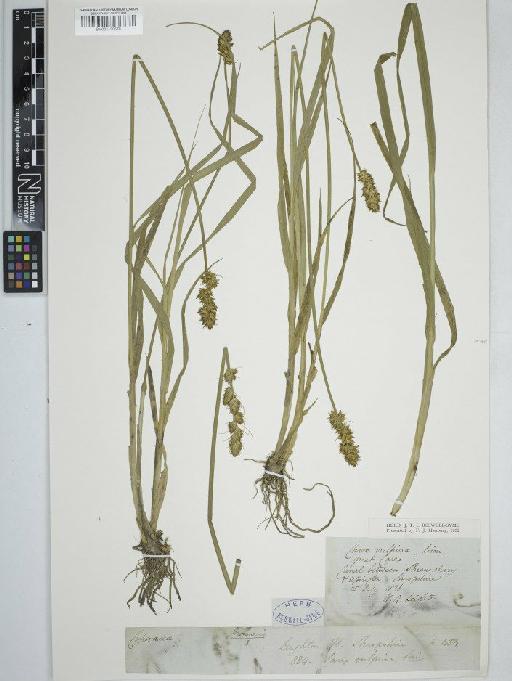 Carex otrubae Podp. - BM001130578   carex vulpina2