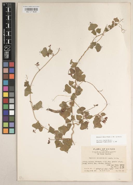 Dunbaria villosa (Thunb.) Makino - BM013713528