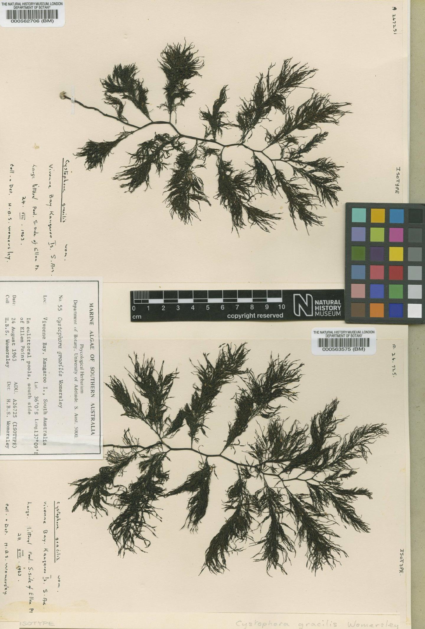 To NHMUK collection (Cystophora gracilis Womersley; Isotype; NHMUK:ecatalogue:4723252)