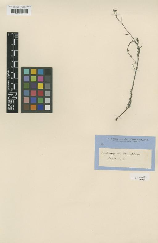 Heliotropium tenuifolium R.Br. - BM001217250