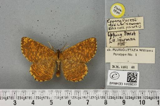 Angerona prunaria ab. striolata Klemensiewicz, 1913 - BMNHE_1865030_430696