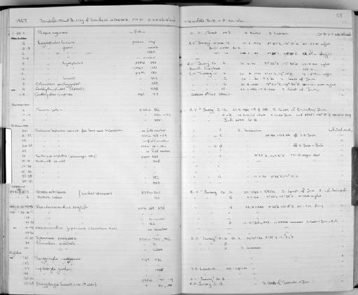 Lagocephalus gloveri Abe & Tabeta, 1983 - Zoology Accessions Register: Fishes: 1986 - 1994: page 38