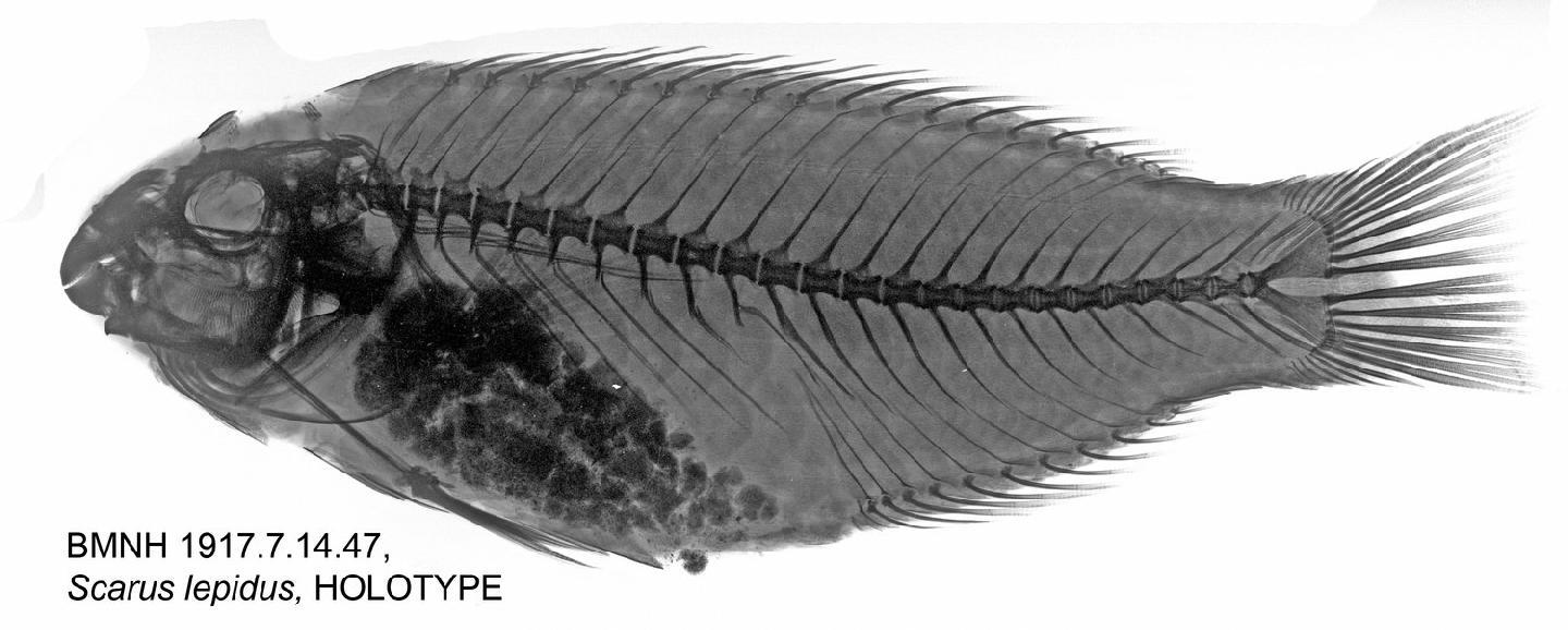 To NHMUK collection (Scarus lepidus Jenyns, 1842; HOLOTYPE; NHMUK:ecatalogue:2502667)