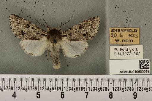 Acronicta leporina (Linnaeus, 1758) - NHMUK_010503319_561345