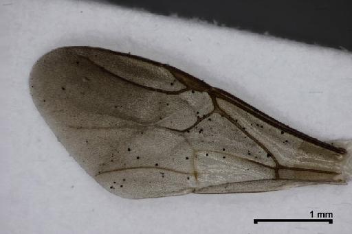 Scaptotrigona tubiba (Smith, F., 1863) - Trigona_tubiba-BMNH(E)970285-wing1-3,2x