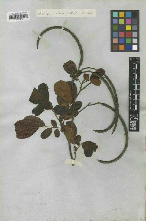 Senna australis (Vell.) H.S.Irwin & Barneby - BM000952191