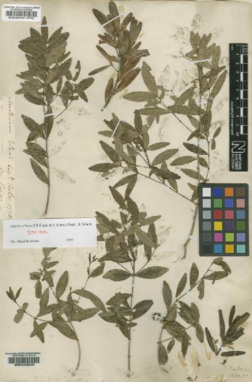 Alyxia stellata (J.R.Forst.) Roem. & Schult. - BM000508487