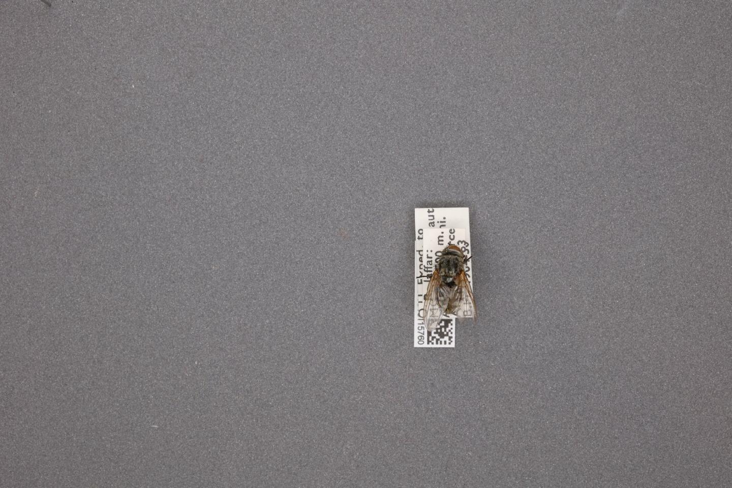 Pollenia fulvipalpis thumbnail