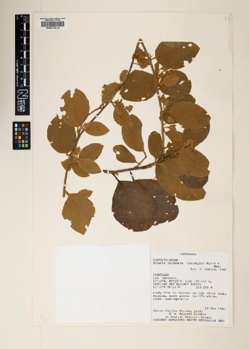 Bonamia sulphurea (Brandegee) Myint & D.B.Ward - 000758229