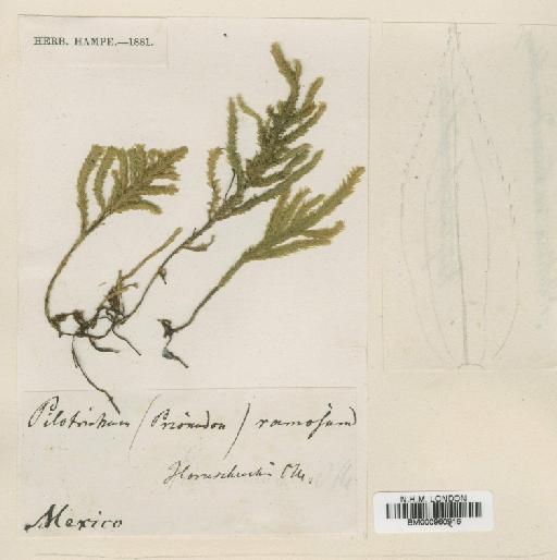 Prionodon ramosus Hampe - BM000960916