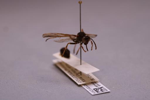 Mischocyttarus chanchamayoensis Richards, 1978 - 013632804_additional_4