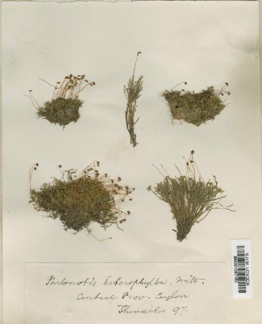 Philonotis heterophylla Mitt. - BM001087183
