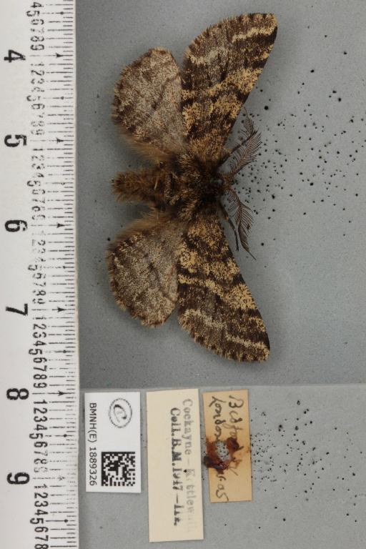 Lycia hirtaria ab. variegata Lempke, 1952 - BMNHE_1889326_457604