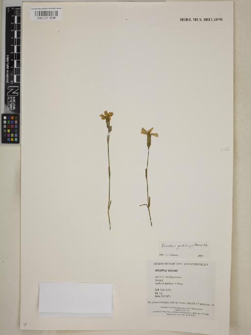Dianthus ceasius - BM013414639
