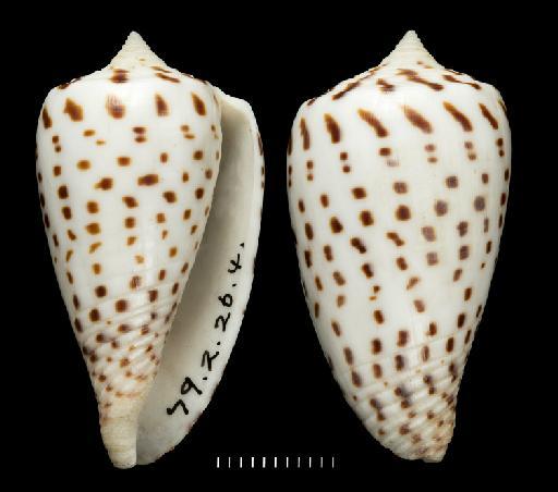 Conus blanfordianus Crosse, 1867 - 1879.2.26.4