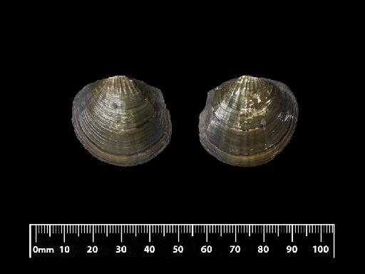 Unio solisiana subterclass Palaeoheterodonta d'Orbigny, 1835 - 1854.9.4.48, LECTOTYPE, Unio solisiana A.D.Orb., 1835