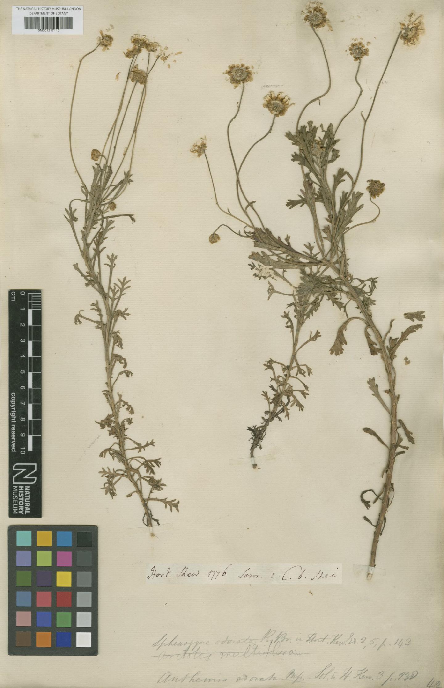 To NHMUK collection (Ursinia odorata (R.Br.) Spreng.; TYPE; NHMUK:ecatalogue:8272586)