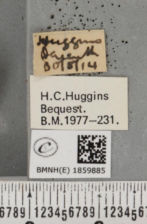 Pseudopanthera macularia (Linnaeus, 1758) - BMNHE_1859885_label_430222