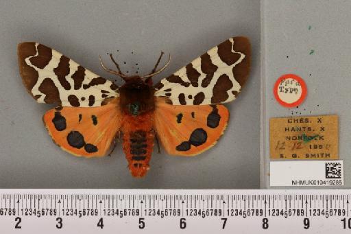 Arctia caja (Linnaeus, 1758) - NHMUK_010419286_532160