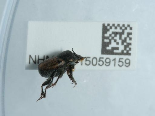 Onthophagus similis (Scriba, 1790) - 015059159_10
