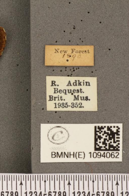 Pararge aegeria tircis (Godart, 1821) - BMNHE_1094062_label_4904