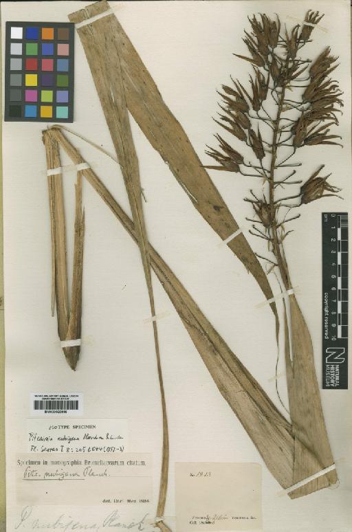 Pitcairnia nubigena Planch. & Linden - BM000923899