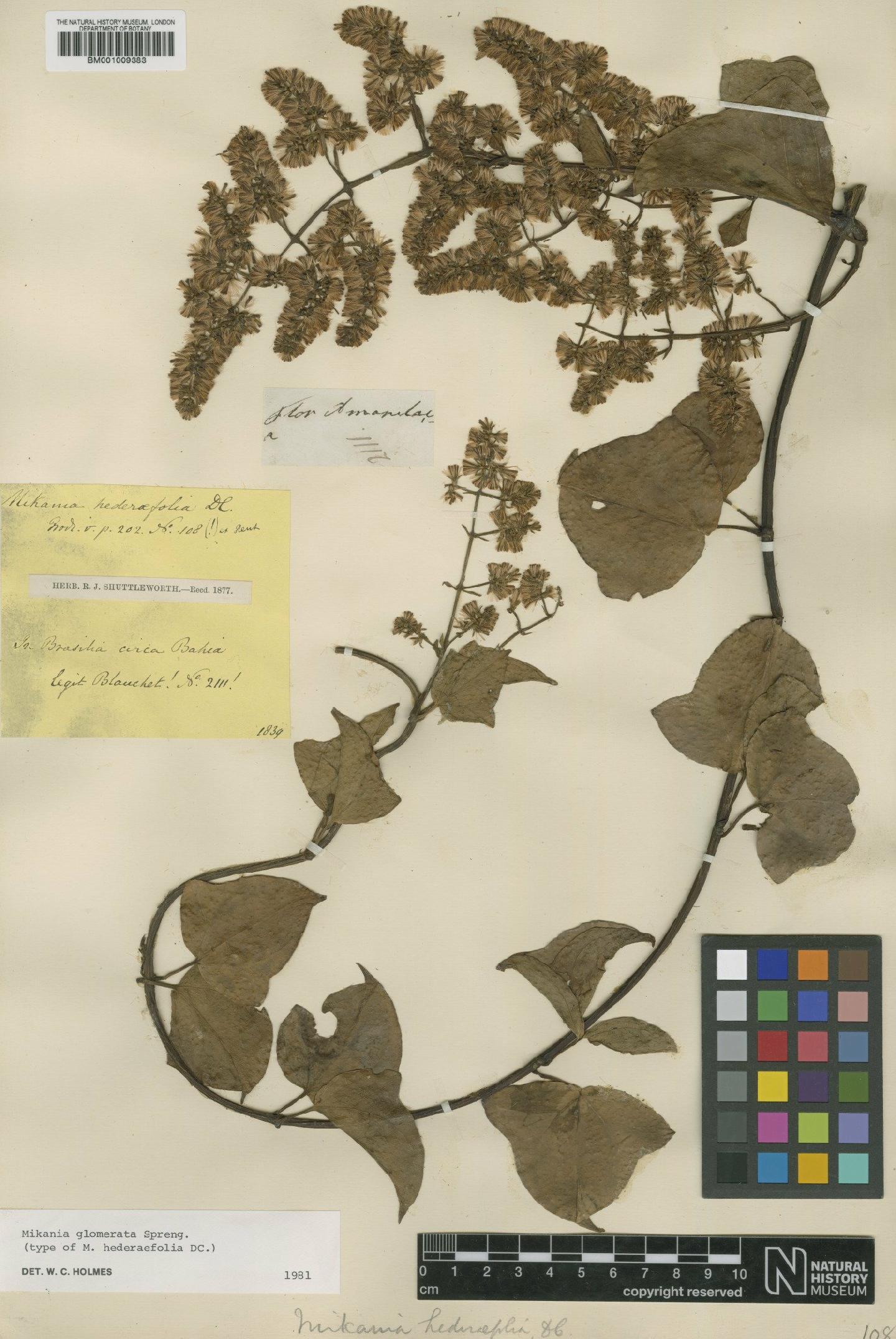 To NHMUK collection (Mikania glomerata Spreng.; Type; NHMUK:ecatalogue:608446)