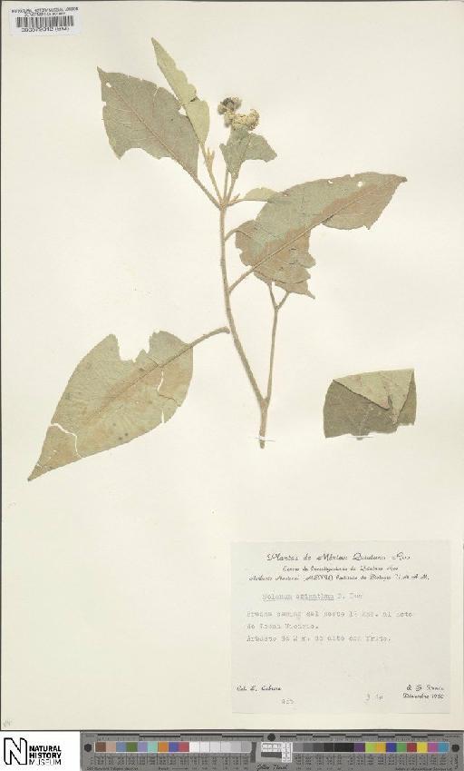 Solanum erianthum - BM000579312