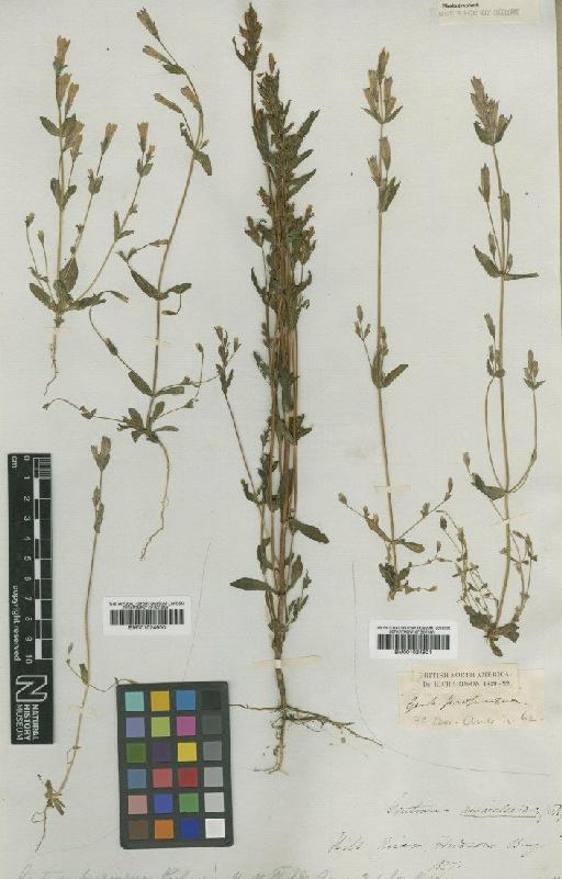 Gentianella propinqua (Richardson) J.M.Gillett - BM001024900