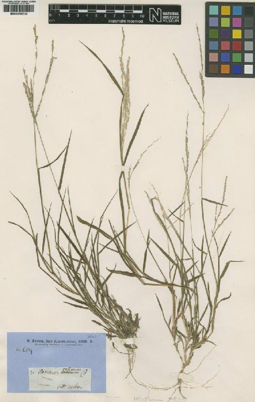 Digitaria brownii (Roem. & Schult.) Hughes - BM000795729