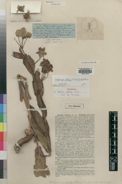 Gomphocarpus praticola (Moore) Goyder & Nicholas - BM000795883