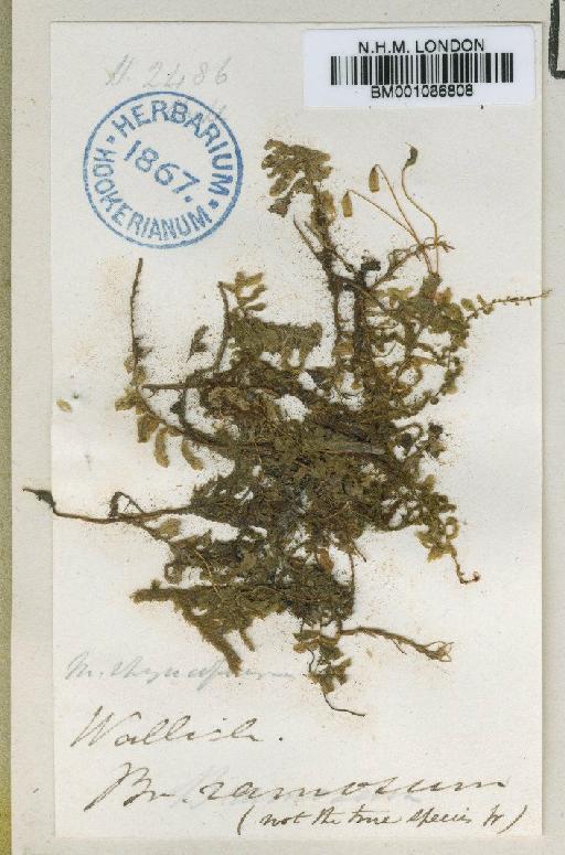 Plagiomnium rhynchophorum (Hook.) T.J.Kop. - BM001086808
